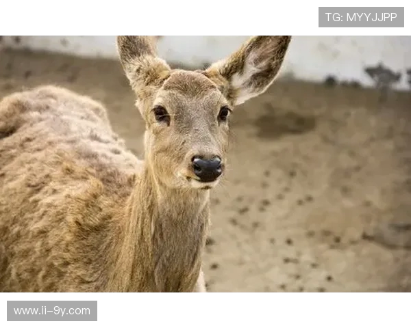 熊来足球赛激情上演全城欢呼呐喊动物明星齐聚绿茵竞技狂欢盛典降临